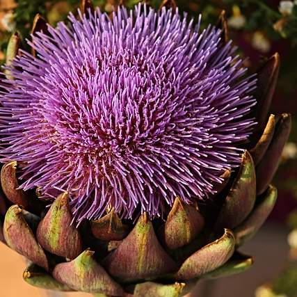 핀페시아 복용 후 소화불량? 원인과 해결책 완벽 가이드